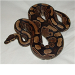 Sea python League