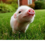Oink Studios!