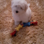 I lava puppy