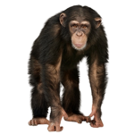 ITS MONKEY TIME