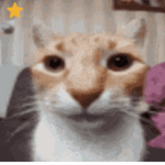 Wise Cat Development