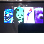 Color Animals