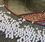 EGG FACILTY.