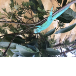 Iguana state
