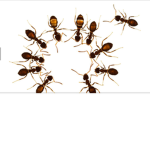 Ant party