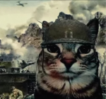 Nessa the cat of mostafa