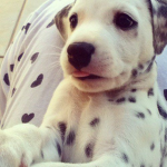 'puppie bites