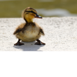 Duck society :)