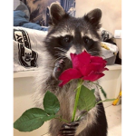 raccoon foaming at the mouth with rabies