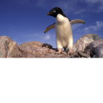 Penguin whit storm
