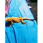 Bobogogo