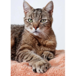 Cat-rules