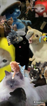 all memes cats