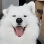 Doggy Industries³
