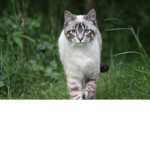 MEOWSER'S WCUE GROUP