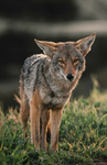 Coyote group!