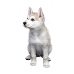 Forever Huskies