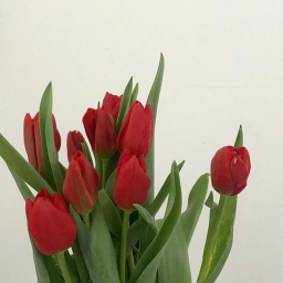 ⭒✩°｡🍒⋆⸜ ✮