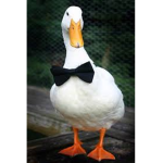 Duckky ####
