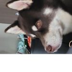He is dog