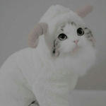Miau grup :)