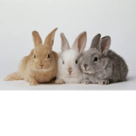rabbit or robux