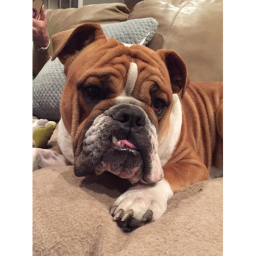 English Bulldog Studios's Hangout V.1.