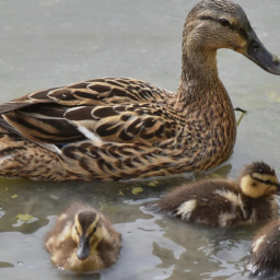 Swim with duckys and be one!