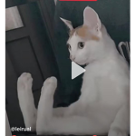 Loply