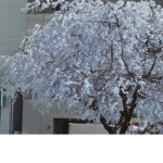 Ｇｈｏｓｔｌｙ Ｂｌｏｓｓｏｍｓ