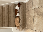 Cute Puppy Fan Group!
