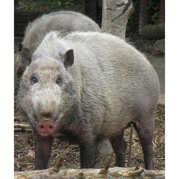 lovely piGs