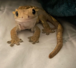 MyGeckoWorld