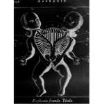 The Rhine Experiment