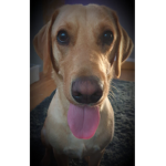 PUPPYGROUPFOR DOGS