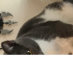 Cat ss