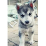 puppys are so cute