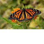 my butterflies............