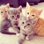 Kitten Gamers :3