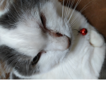 ねこグループ
