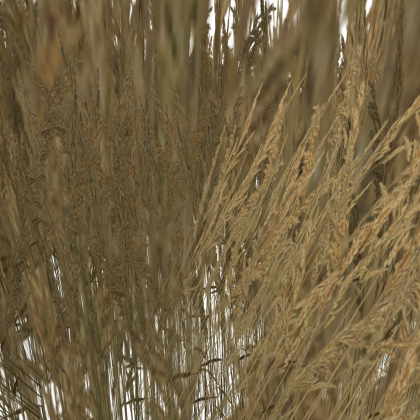Wheat