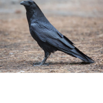 The ravens rebellion
