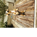koda and cutie