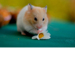 Kayla's Hamster club