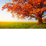 Autumn Hotels