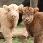 The Cow Friends Club