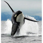 The Cool Whales :3