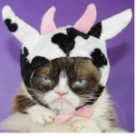 the lazy cat cult