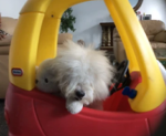 My cute little dogo
