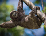 Sloths are sunshine in your life
